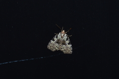 Leuconycta lepidula