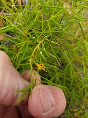 Persoonia juniperina