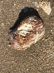 Arca pacifica