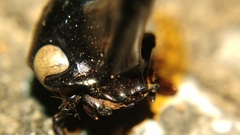 Xylotrupes