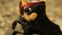 Xylotrupes