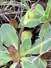 Primula clevelandii