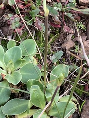 Primula clevelandii