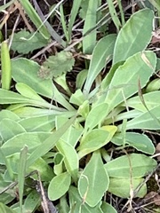 Primula clevelandii