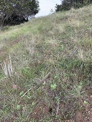 Primula clevelandii