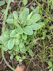 Primula clevelandii