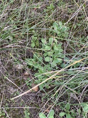 Primula clevelandii