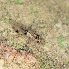 Psocus leidyi