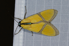 Ormetica ameoides