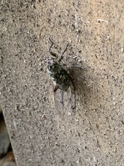 Amphipsalta