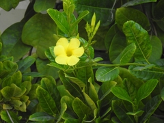 Pentalinon luteum