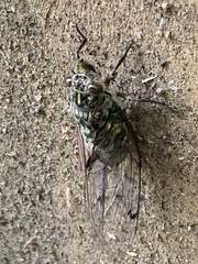 Amphipsalta