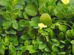 Pentalinon luteum