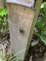 Amphipsalta