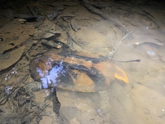 Platemys platycephala