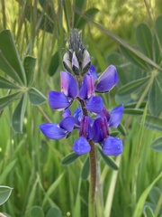 Lupinus succulentus