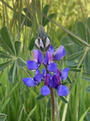 Lupinus succulentus