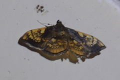 Pantographa acoetesalis