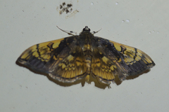 Pantographa acoetesalis