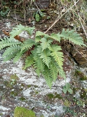 Polypodium interjectum