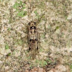 Psocus leidyi