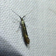 Coleophora mayrella