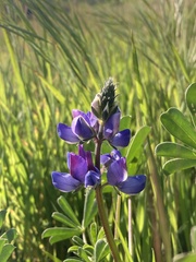 Lupinus succulentus
