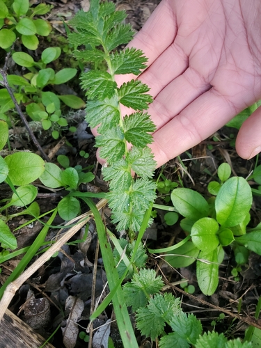 Image of Horkelia californica by no rights reserved