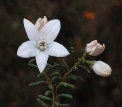 Philotheca gardneri gardneri