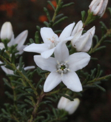 Philotheca gardneri gardneri