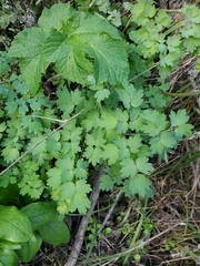 Thalictrum fendleri