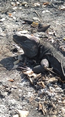 Ctenosaura acanthura