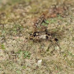 Psocus leidyi