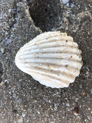 Trachycardium procerum