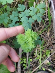 Thalictrum fendleri