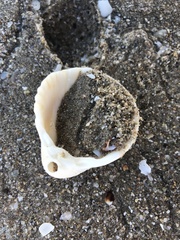 Trachycardium procerum