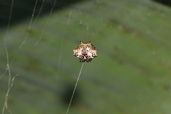 Gasteracantha kuhli