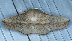 Antictenia punctunculus