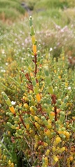 Tecticornia arbuscula