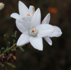 Philotheca gardneri gardneri