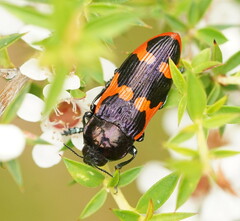 Castiarina bremei