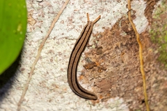 Meghimatium pictum