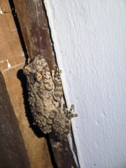 Scinax acuminatus