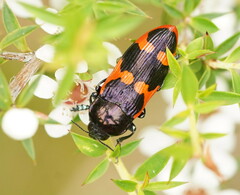 Castiarina bremei