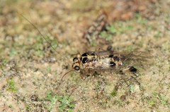 Psocus leidyi