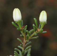 Philotheca gardneri gardneri