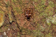 Allacta bimaculata