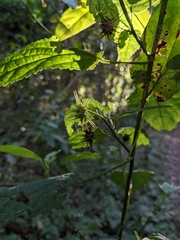 Pavonia sepium