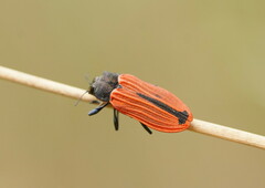 Castiarina erythroptera