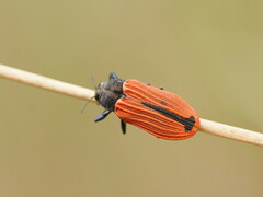 Castiarina erythroptera